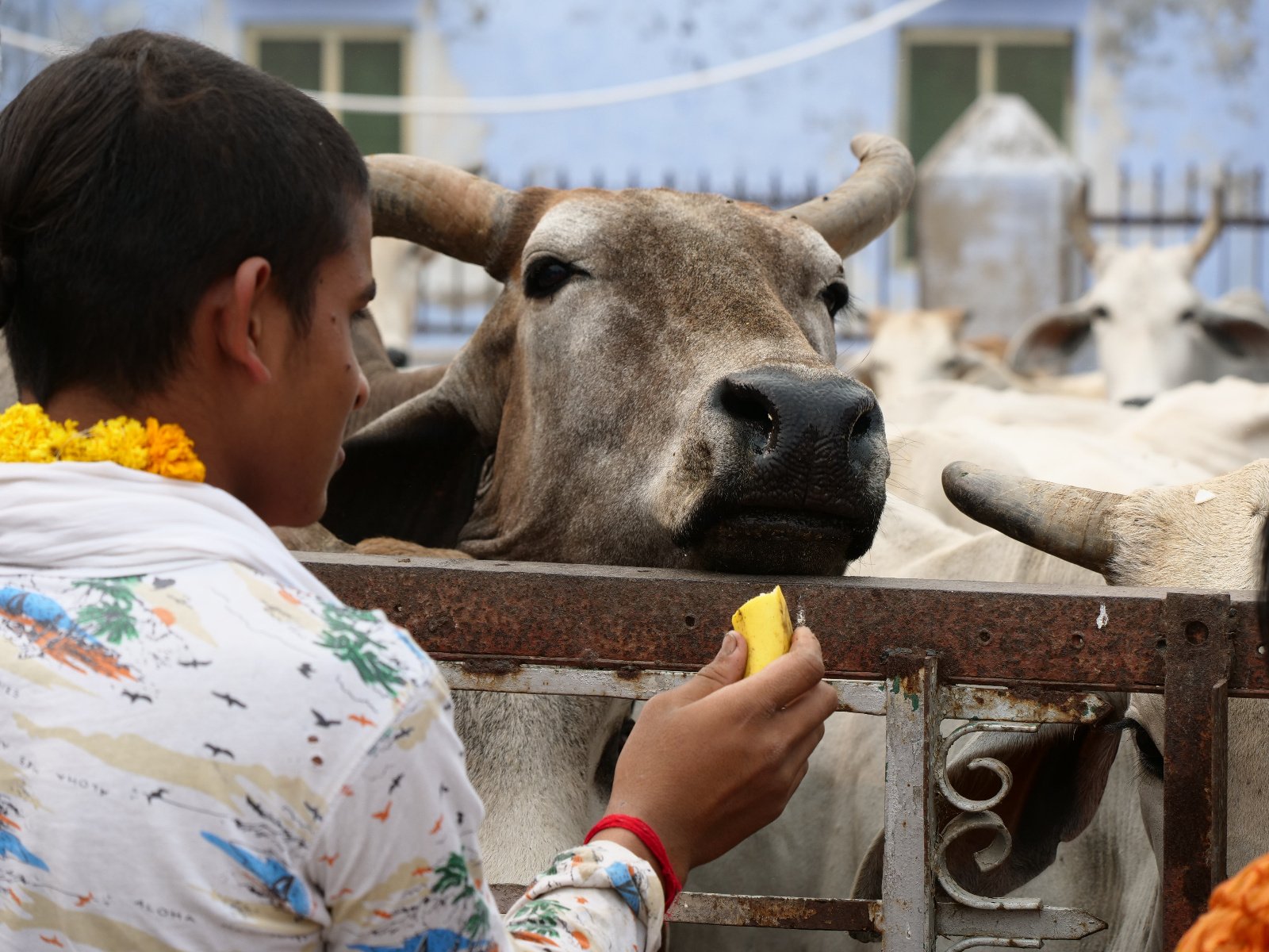  265 Gopashtami Radha kunda Govardhan 19.11.04